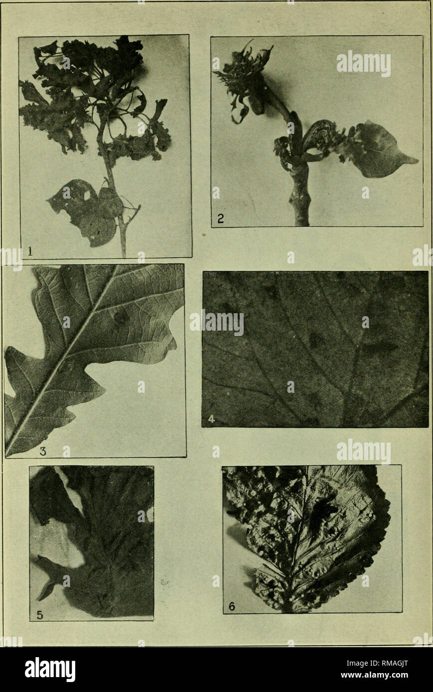 . Annual report. Entomological Society of Ontario; Insect pests; Insects -- Ontario Periodicals. Plate L 1. Eriophyes Bp., Populus tremuloides. 2. Eriophyes sp., Fraxinus Americana. 3. Eriophyes ep., Quercus macrocarpa. 4. Eriophyes sp., Vitis sp. 5. Eriophyes ep., Ulmus Americana. 6. Eriophyes sp., Ulmus pubescens.. Please note that these images are extracted from scanned page images that may have been digitally enhanced for readability - coloration and appearance of these illustrations may not perfectly resemble the original work.. Entomological Society of Ontario; Ontario. Dept. of Agricult Stock Photo