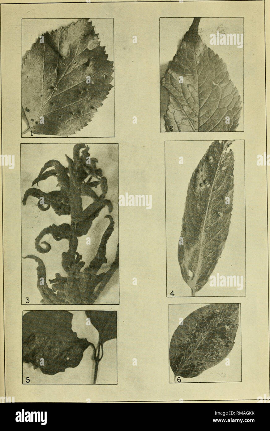 . Annual report. Entomological Society of Ontario; Insect pests; Insects -- Ontario Periodicals. 1. Eriophyes Bp., Betula papyrifera. 2. Eriophyes sp., Prunus Americana. 3. Eriophyes sp., Rhus Cotinus. 4. Eriophyes sp., SaHx discolor. Plate K. 5. Eriophyes cephalanthae, Cephalanthus occidentaUs. 6. Eriophyes pyri sp., Pyruis communis.. Please note that these images are extracted from scanned page images that may have been digitally enhanced for readability - coloration and appearance of these illustrations may not perfectly resemble the original work.. Entomological Society of Ontario; Ontario Stock Photo