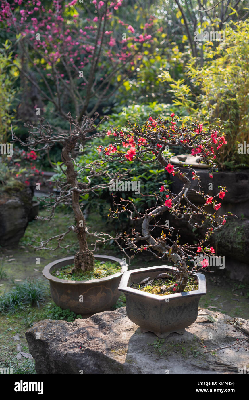 Chaenomeles bonsai tree in WangJiangLou public park, Chengdu, Sichuan  province, China Stock Photo - Alamy