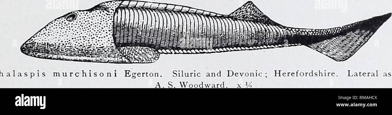 . Annual report. New York State Museum; Science; Science. DEVONIC FISHES OF THE NEW YORK FORMATIONS 3 I Orders ANASF»IDA and OSXEOSXRACI Neither of these orders is represented in the fossiliferous horizons of New York State. A single species belonging to Euphanerops longaevus Woodward is known from the Upper Devonic of Scaumenac bay, Quebec, and the Osteostraci are represented by four species of Cepha- laspis [text fig. 5], two from the Lower and two from the Upper Devonic of British America,. It has been claimed by Professor William Patten that the genus Cephalaspis is provided with a &quot;f Stock Photo