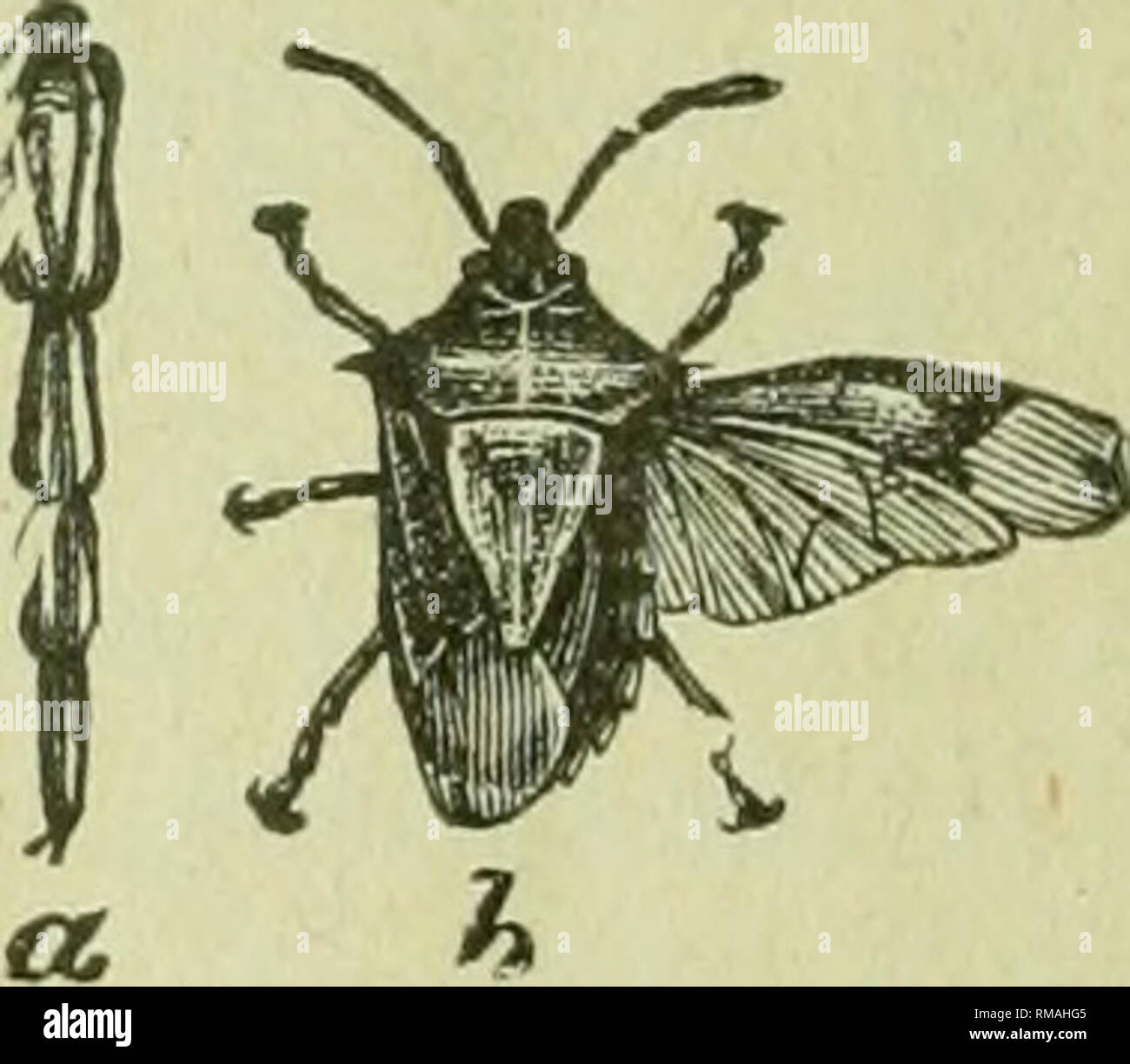 . Annual report. Entomological Society of Ontario; Insect pests; Insects -- Ontario Periodicals. Fig. 24.—Assassin Bug. Fig. 23.—PodisusTplacidus. Fig. 25.-Acholla spinosa. In the Lygmidce we have the pretty bug LygcEus turcicus, Fabr. This insect is a long oval in shape, black, with a red band across the shoulders, and a red St. Andrew's Cross upon the back. The underside of the abdomen is lurid red. Among the bugs injurious to plants may be reckoned Pecilocapsus linea- tus, Fab., (4-vittatus, Say), a pretty yellow bug, with black lines on the wings, and two very conspicuous black spots on th Stock Photo