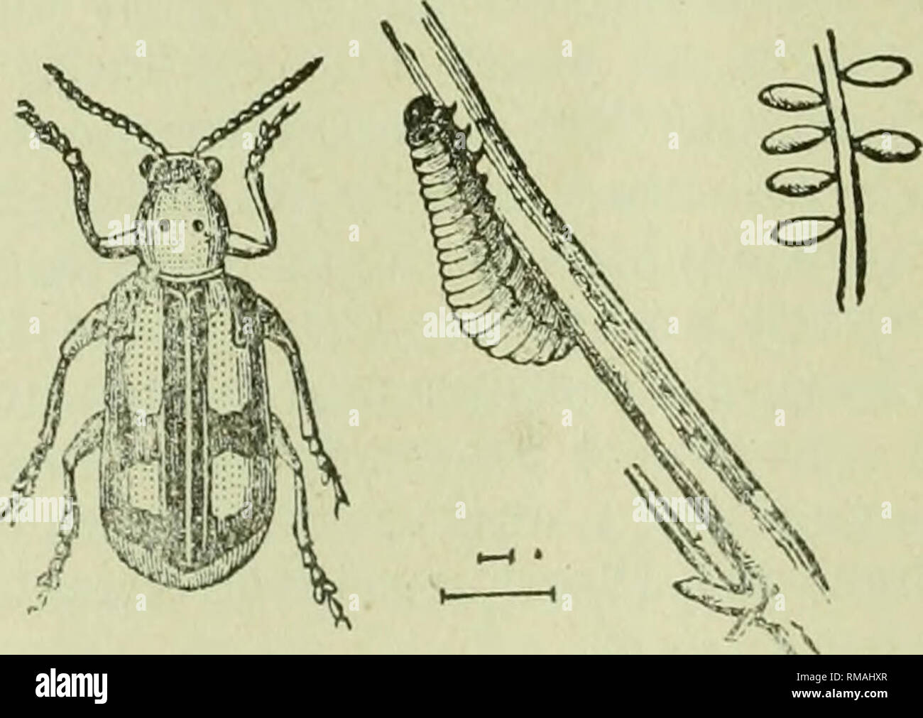 Tarnished plant bug lygus bug hi-res stock photography and images - Alamy