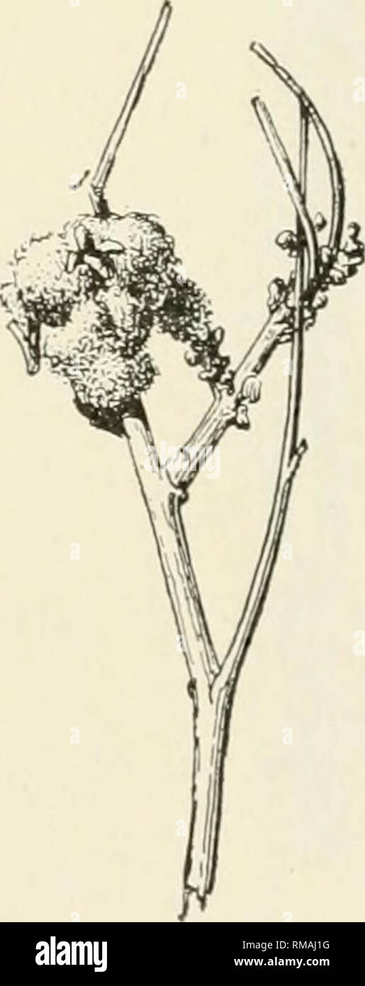 . Annual report. New York State Museum; Science -- New York (State); Plants -- New York (State); Animals -- New York (State). Fig. 233. Rhopalo- myia ericameriae Felt. Typical rosette galls. (Original). Fig. 234. P a r a d i - plosis partheni- icola Ckl!. (Origi- nal) Erigeron fragilis Oval apical bud gall, length 10 mm, diameter 7 mm. Fig. 232. Felt 'i6f, p. 189 Itonid. Rhopalomyia erigerontis Felt Sericocarpus asteroides (white-topped aster) Apical, greenish bud gall. Felt 'i6d, p. 127 Itonid. ? Nun midge, Asphondylia monacha O. S. a2347 Baccharis pilularis (groundsel tree) Flower bud or lea Stock Photo