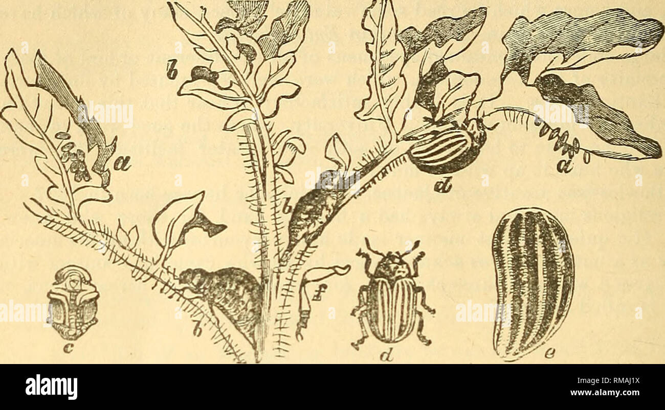 . Annual report. Entomological Society of Ontario; Insect pests; Insects. 52 The Colorado Potato Beetle. This formidable pest of the potato-grower is now far too well known to require any description. The accompanying wood-cut (Fig. 6) illustrates the insect in all its stages :. Fig. 6. a the eggs ; b the orange coloured larva or grub at different periods of growth ; c the chrysalis or pupa ; d the perfect beetle; e one wing cover enlarged; f a leg magnified. Though this destructive pest is now widespread over all the eastern half of this conti- nent, wherever potatoes can be grown, and appear Stock Photo