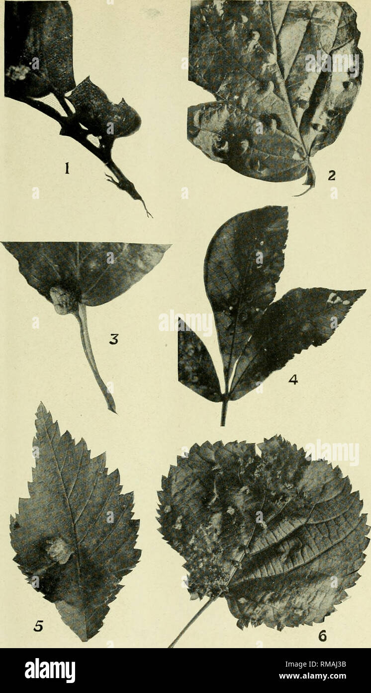 . Annual report. Entomological Society of Ontario; Insect pests; Insects -- Ontario Periodicals. Plate C. 1. Spiny Witch-Hazel Gall. {Hormaphis spbiosuK.) 2. Witch-Hazel'Cone Gall. (Hormaphh hamarnelidis.) 3. Cottonwood Petiole Gall. {Pemphigus popidicaiilis.) 4. Hickory Cone Gall. (PJn/lh xera caryae-fallax.) 5. Cockscomb Gall on Elm. (( olopha ulmicoln.) 6. Bass wood Mite Gall. {Eriophyes abnormis.) [ix. ]. Please note that these images are extracted from scanned page images that may have been digitally enhanced for readability - coloration and appearance of these illustrations may not perfe Stock Photo