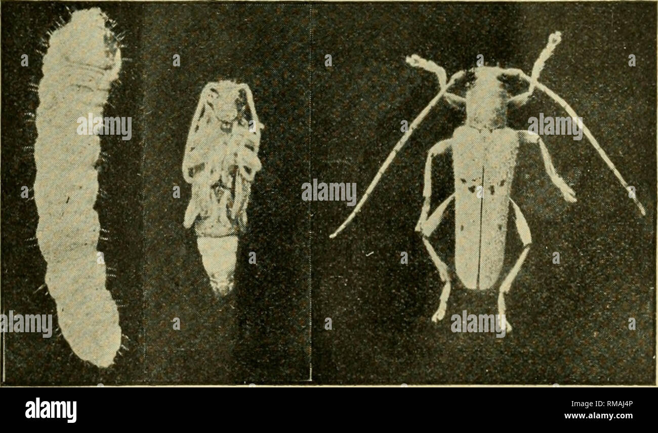 . Annual report. Entomological Society of Ontario; Insect pests; Insects -- Ontario Periodicals. 1900] ENTOMOLOGICAL SOCIETY. 81 too much and thus be pufied out unnaturally. When the skin is ready for the oven a pair of forceps will be found a means of help in inserting the inflating-tube into the vent. After the larval skin is thoroughly dried care should be taken in removing it from the inflating-tube. This can easily be done in most owes by simply forcing the skin ofi the tube by means of the thumbnail of the right httnd. The caterpillars may then be mounted on a piece of fine wire wound ti Stock Photo