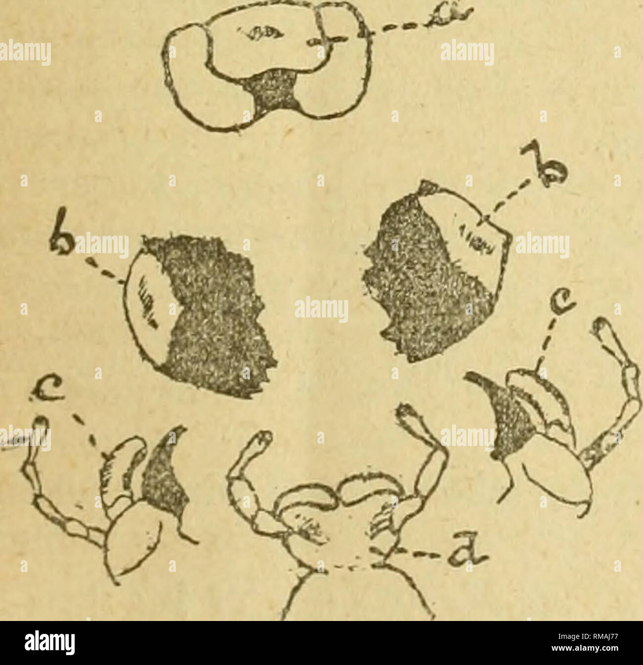 . Annual report. Entomological Society of Ontario; Insect pests; Insects -- Ontario Periodicals. Fig. 38.—The head of the squash bug showing the antennae (a), the eyes (b), the 4-jointed beak'(c), the four lances (d) and (e), and the labrum (f), (Original.) The two large compound eyes situated behind the foot of the antennae are very similar to those of the cabbage butterfly, described and illustrated in last year's Report. In addition to the two compound eyes two simple eyes or ocelli may be seen with the aid of a magnifying glass between the large eyes. They look like minute glass beads. If  Stock Photo