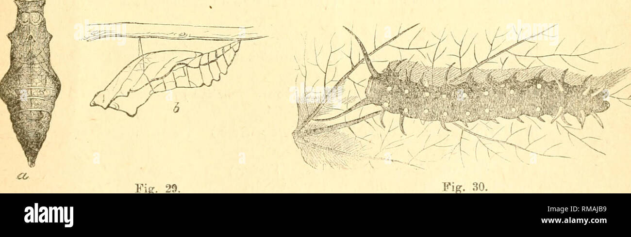 . Annual report. Entomological Society of Ontario; Insect pests; Insects -- Ontario Periodicals. Fig. 28. 85. Papilio Philbnor, Linn. (Laertlas Philenqr.) An occasional visitor to south- western Ontario. Long Point, Ridgeway, Woodstock, West Flamboro, Hamilton, Grimsby, Humber Plains, Toronto. Only seen in the month of June. Food plant— Dutchman's Pipe (Aristolochia sipho.) Fig. 28, butterfly ; Fig. 29 a and b, chrysalis ; Fig. 30, caterpillar.. t&lt;^ Fig. 29. Family ffesperidoe. 86. Carterocbphalus Mandan, Edio. Taken in the northern parts of Ontario and in Quebec. Nepigon, Sault Ste. Marie, Stock Photo