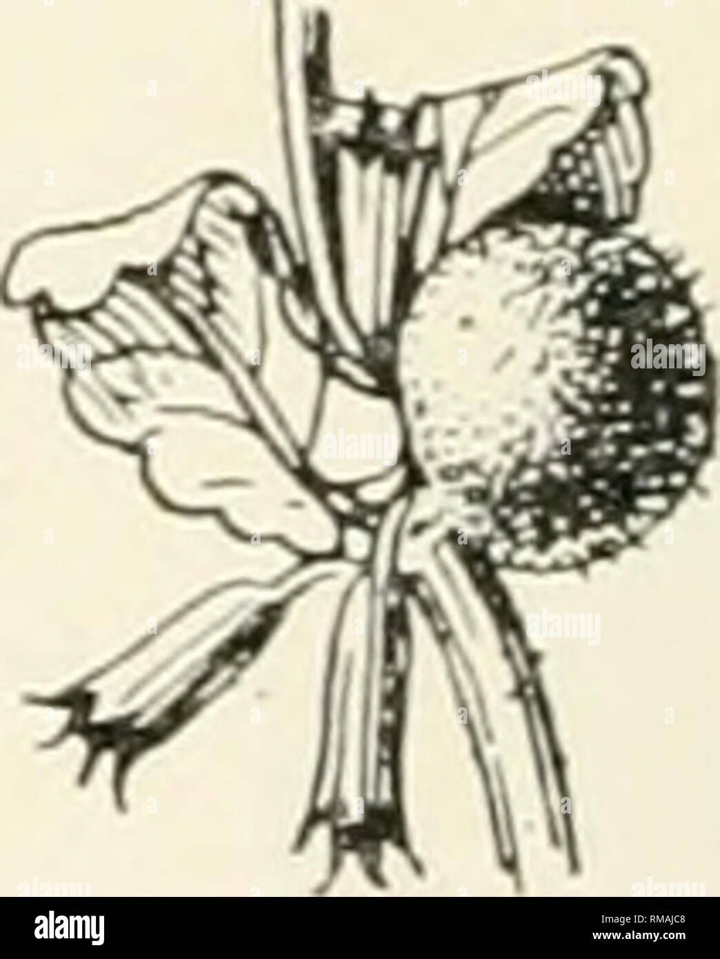 . Annual report. New York State Museum; Science -- New York (State); Plants -- New York (State); Animals -- New York (State). Fig. 198. Cat mint gall, Aylax glechomae Linn. Several types of gall. (Original) Labiatae (mint family) A udibertia stachyaides Subcylindrical, somewhat irregular, the base swollen, grayish or light brown leaf petiole or flower stem galls, length 5 mm, diameter 3 mm. Fig. 196. Felt '07e, p. 18 Itonid. Rhopalomyia audibertiae Felt Trichostema (blue curls) Irregular, reniform stem gall, tapering somewhat above, obtuse below, length 18 mm, diameter 6 mm. Fig. 197. Stebb. ' Stock Photo
