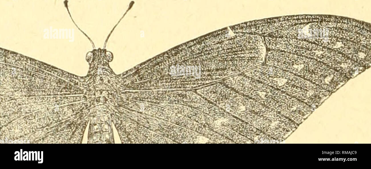 . Annual report. Entomological Society of Ontario; Insect pests; Insects -- Ontario Periodicals. Fig. 26. o^^i Toronto, Roach's Point, Lake Simcoe, Sparrow lake. In Quebec at Ohateauguay Basm and at St. John, N. B, Flies in June, July and August. Food plants—The Citrus family, Kutacese, Prickly Ash, Hop-tree (Ptelea trifoUata) Dictamnus fraxinella, Rafea graveolens. 82. Papilio Brevicauda, Saunders. Taken only in the extreme east; Godbout River, Anticosti, Labrador, Newfoundland, Gaspfe and Dalhousie, N. B, Food plants— Ligusticum, Pastinaea.. im 'm.'w- Fipr. 27. 83. Papilio Asterias, Fair. Pa Stock Photo