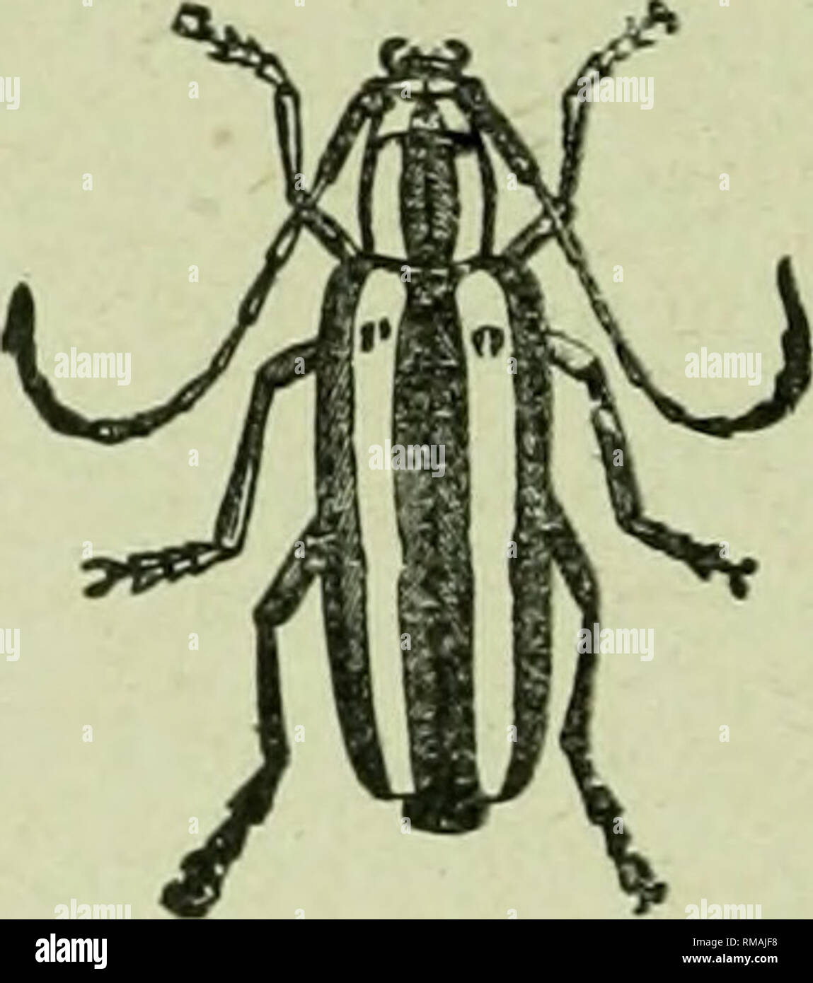 C pomonella hi-res stock photography and images - Alamy