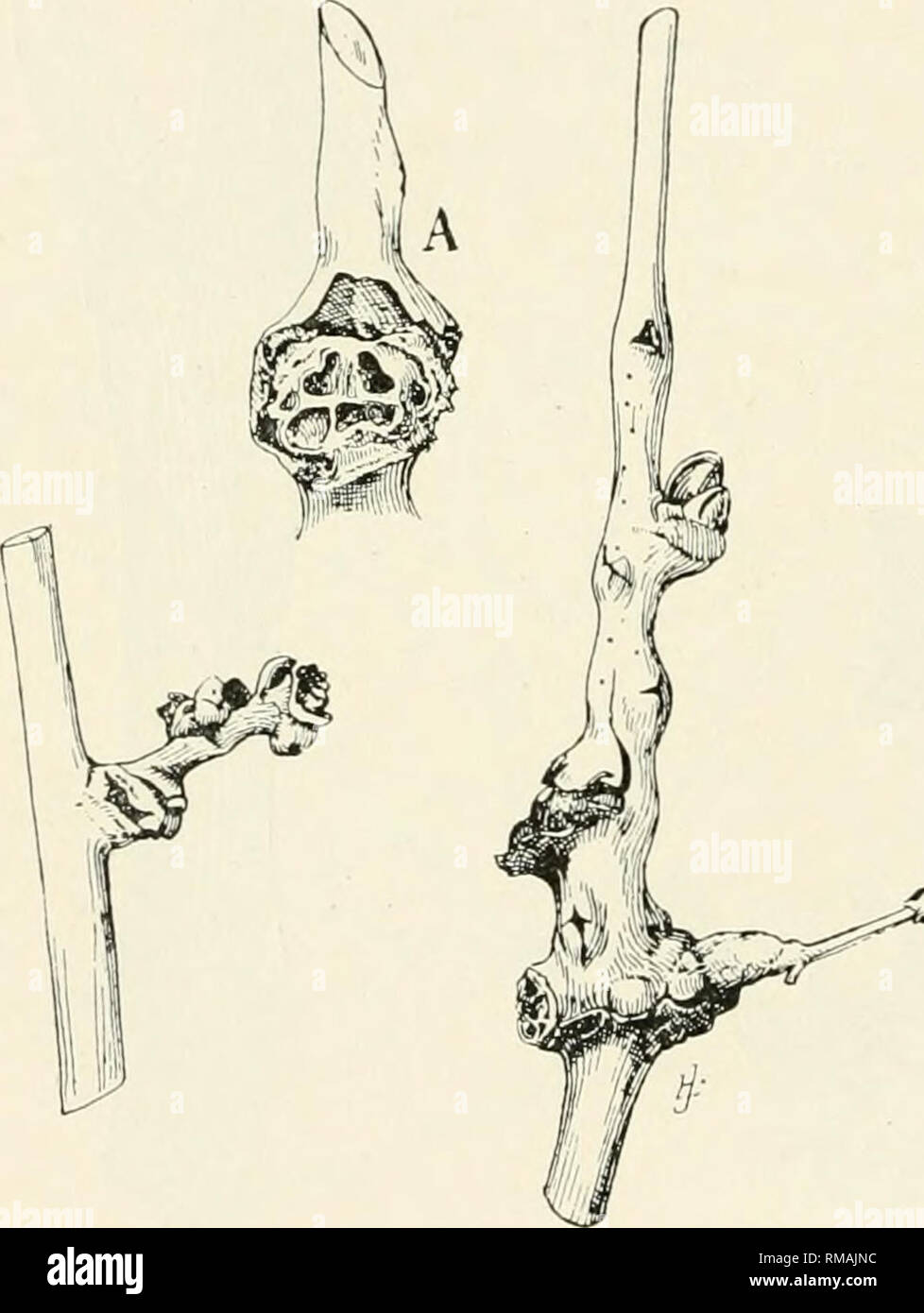 . Annual report. New York State Museum; Science -- New York (State); Plants -- New York (State); Animals -- New York (State). I/O -NEW YORK STATE MUSEUM Irregular, oval cane galls, length 2 cm, diameter 1.5 mm. Qoleop. Grape cane weevil, Ampeloglypter sesostris Lee. Cissus Irregular, tumid, stem gall, length 2-9 cm. Fig. 175. Felt 'i3h, p. 218 Itonid. Astrodiplosi.s speciosa Felt Tiliaceae (linden family) Tilia (linden, basswood) Irregular, oval, subcortical twig swellings, length i cm. Fig. 176. Couden '08, p. 35 Dipt. Linden bark gall, Agromyza tiliae Coud.. &gt;-^ Fig. 177. Linden twig gall Stock Photo