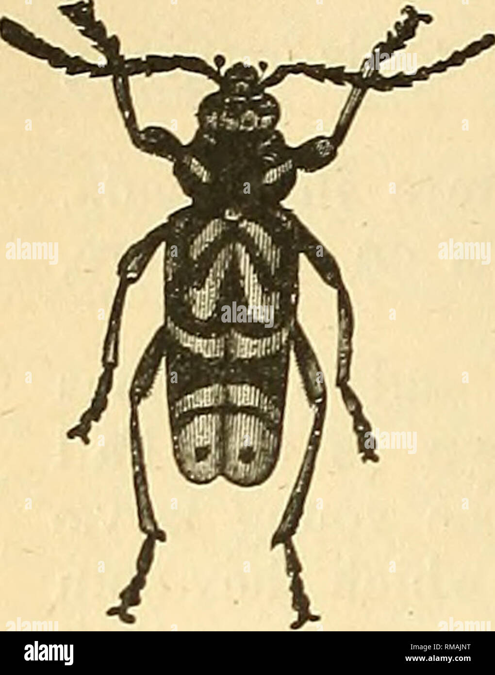 Vigorous Insect . Annual report. Entomological Society of Ontario; Insect pests ...