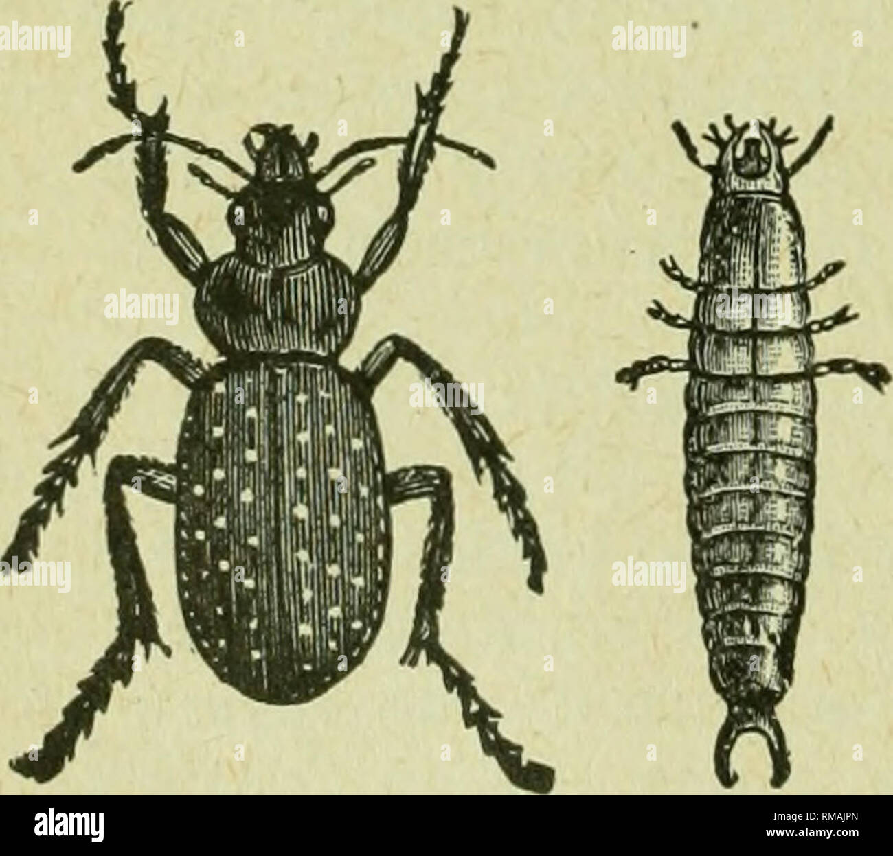 . Annual report. Entomological Society of Ontario; Insect pests; Insects -- Ontario Periodicals. b Fig. 36. Lace-wing fly; eggs much magni- fied ; the fly, showing one pair of wings only ; the eggs on their stalks ; the larva. Another kind of beetle, the Fiery Ground beetle, Calosoma calidum, Fab., is a particularly useful insect. This beetle, and its voracious black- grub, which is called the Cutvorm Lion, destroy enormous numbers of cutworms. TEe beetle shown in the figure is brownish black, with the wing cases spotted with coppery red in nearly all the eastern specimens. The appearance and Stock Photo