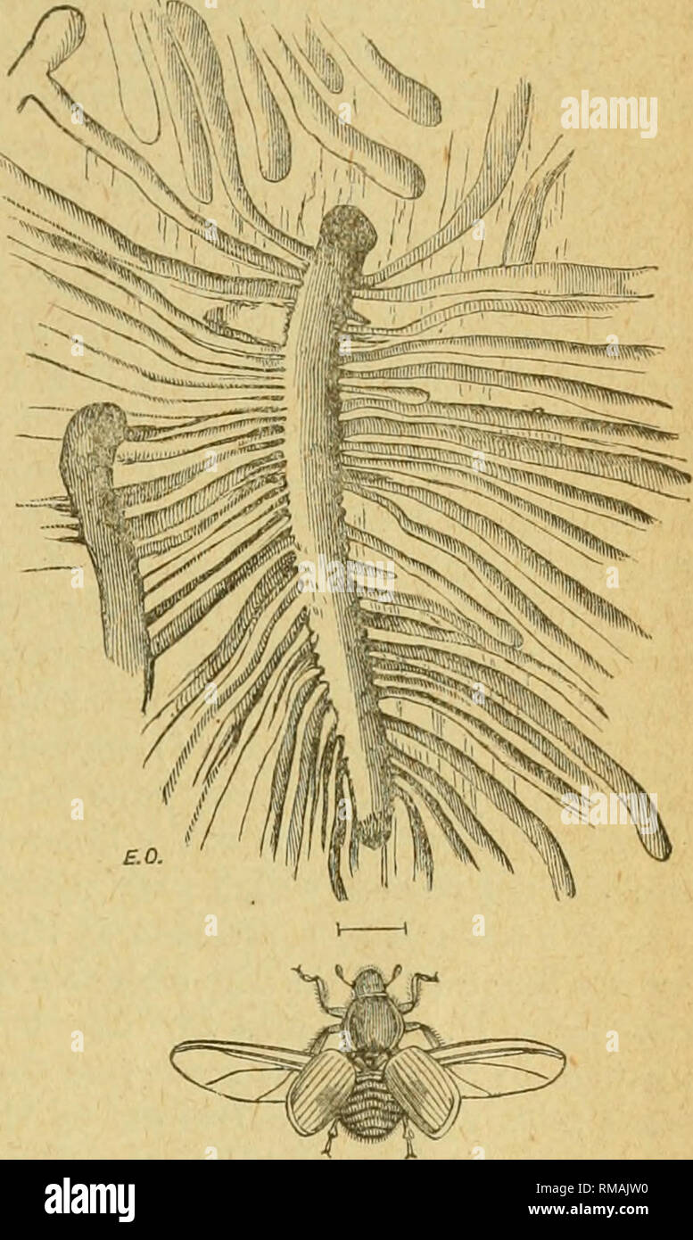 Vation Insect Predations hi-res stock photography and images - Alamy