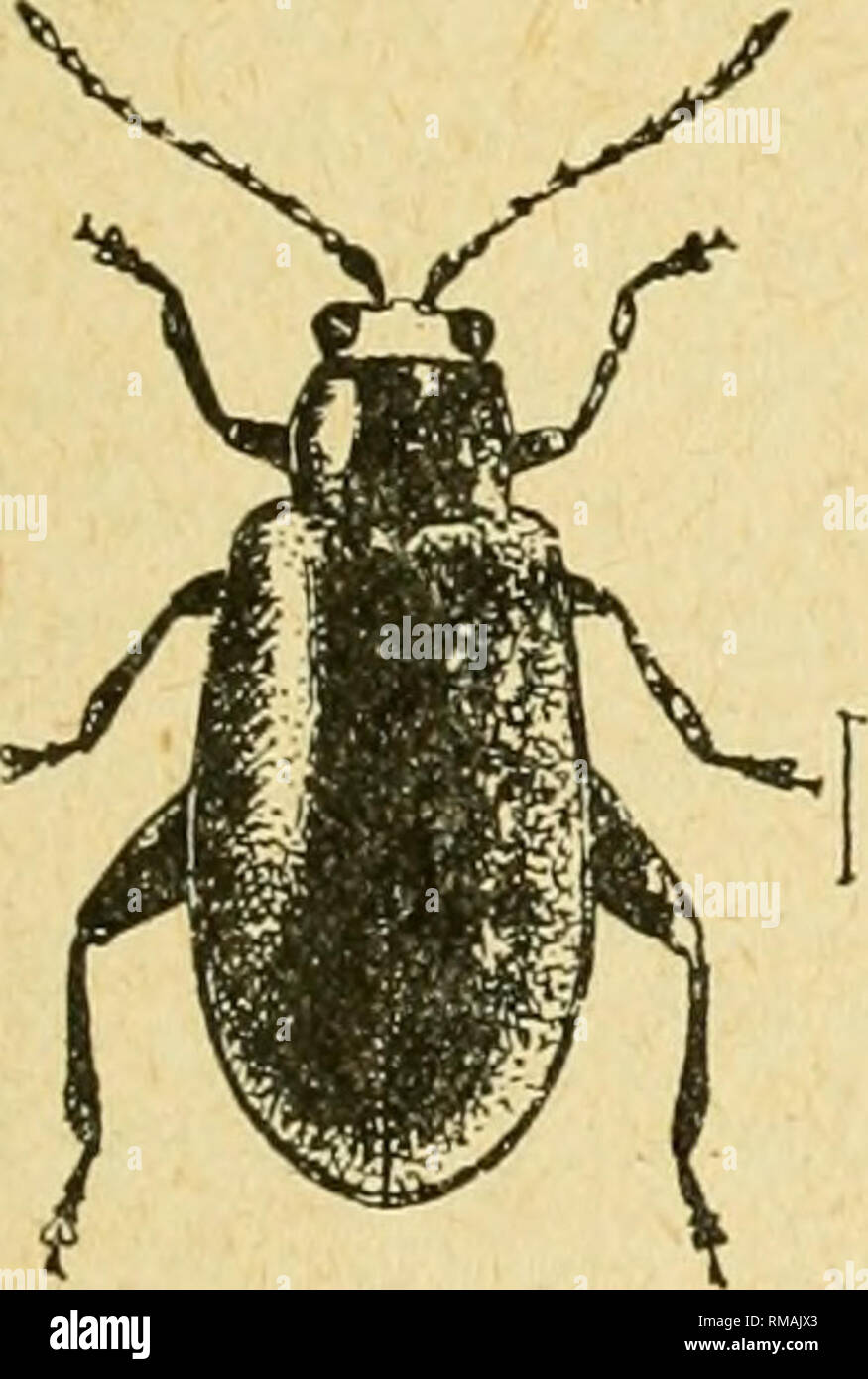 . Annual report. Entomological Society of Ontario; Insect pests; Insects -- Ontario Periodicals. 1905 ENTOMOLOGICAL SOCIETY. 85 The Eed-headed Flea-beetle (Systena frontalis, Fab.), Fig. 32. This beetle whicli has a very wide range of food plants was found as a destruc- tive pest on the second crop of clover in August, both at Ottawa and Guelpb, Ont. The insect, which is a common species, was rather more abundant than usual, and it occurred doubtless at other places where it was not noticed. Root Crops and Vegetables. The favourable season enabled all garden and field crops of this class to de Stock Photo