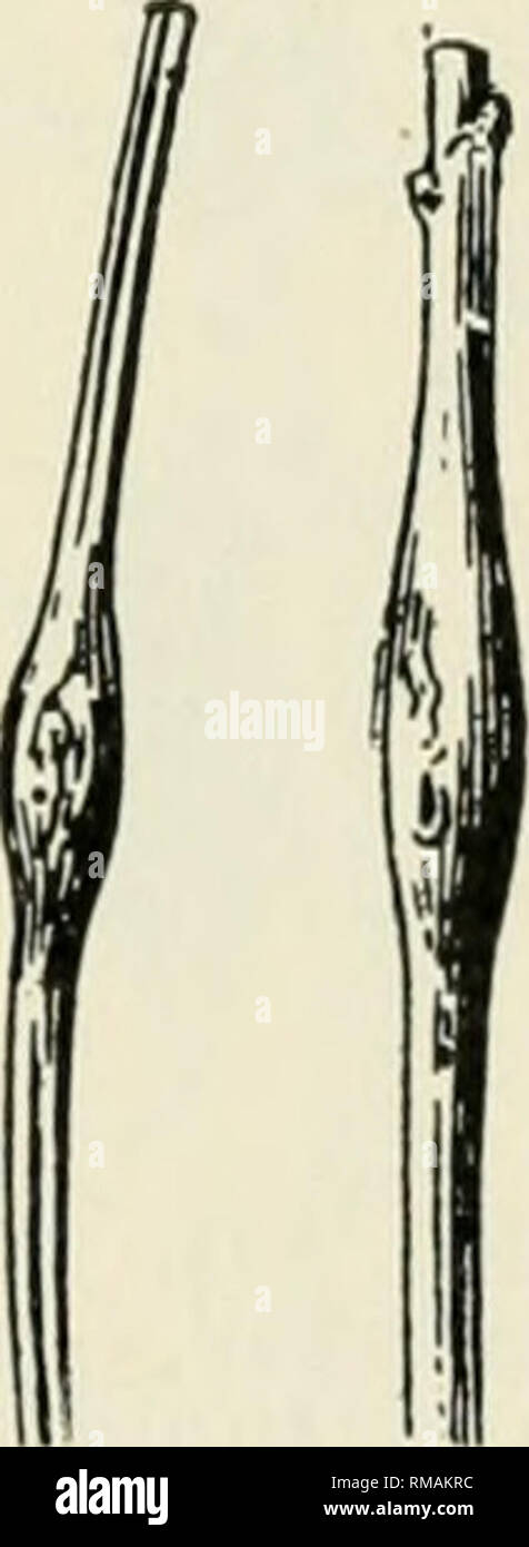 . Annual report. New York State Museum; Science -- New York (State); Plants -- New York (State); Animals -- New York (State). Fig. 120. Ce- cidomyia sp. Bud gall on Lapor- tea. (Original). Fig. 121. Ce- cidomyia boeh- m e r i a e Beutm. Stem gall. (Origi- nal) Irregular, probably bud gall, length 1.2 cm. Fig. 120. Felt 'iij, p. 463 Itonid. Cecidomyia sp. Boehmeria (false nettle) Fusiform stem gall, length 12 mm, diameter 6 mm. Fig. 121. Beutm. '08, p. 74 Itonid. Cecidomyia boehmeriae Beutm. Aristolochiaceae (birthwort family) Aristolochia (birthwort) Ovate leaf gall, diameter 4 mm. Hagen '81,  Stock Photo