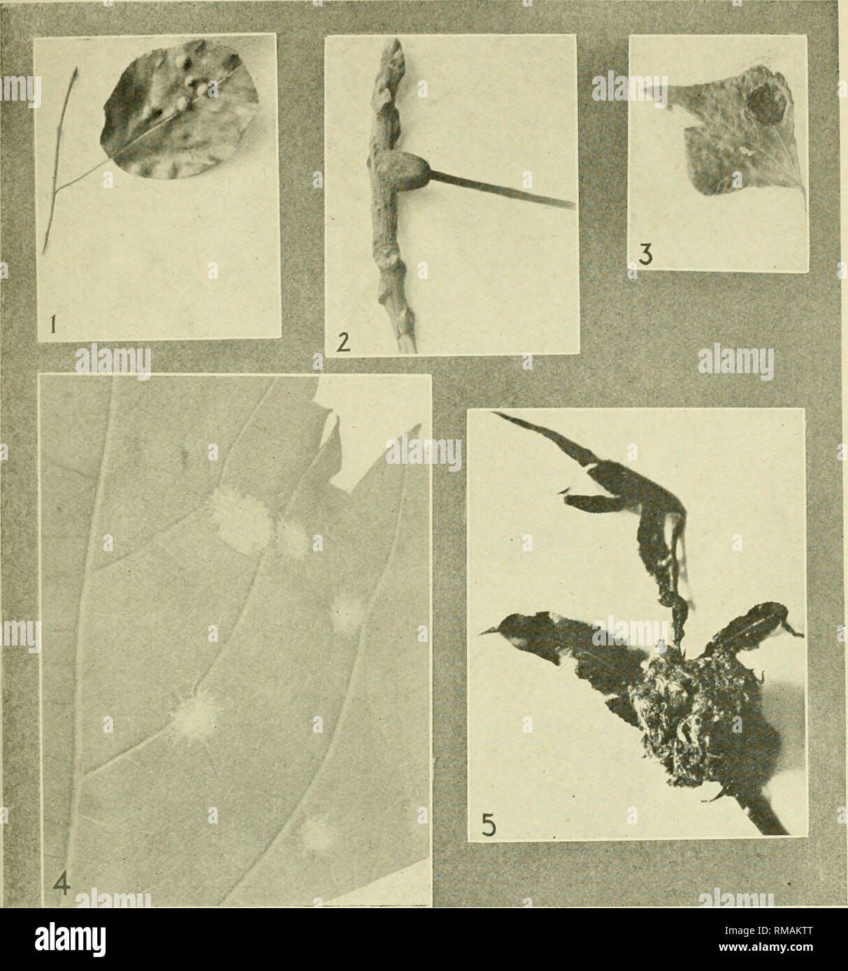 . Annual report. Entomological Society of Ontario; Insect pests; Insects -- Ontario Periodicals. Plate E. 1. Eriophyes sp., Amelanchier Canadensis. 2. Eriophyes sp., .Juglans nigra. 3. Eriophyes sp., Populus italica. 4. Eriophyes sp., V^itis cordifolia. 5. Eriophyes sp., Salix Iragilis. [139]. Please note that these images are extracted from scanned page images that may have been digitally enhanced for readability - coloration and appearance of these illustrations may not perfectly resemble the original work.. Entomological Society of Ontario; Ontario. Dept. of Agriculture. Toronto, The Societ Stock Photo