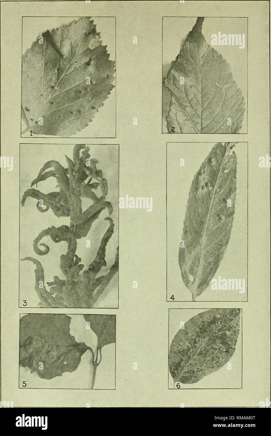 . Annual report. Entomological Society of Ontario; Insect pests; Insects -- Ontario Periodicals. I Plate B. 1. Eiiophyes sp., Betula papyrifera. 2. Eriophyes sp., Pruims Aiiiericaua. 3. Eriophyes sp., Rhus Cotinus. 4. Eriophyes sp., Salix discolor. 5. Eriophyes cephalanthae, Cephalanthus occidentalis. 6. Eriophyes pyr' sp., Pyrus communis. [134]. Please note that these images are extracted from scanned page images that may have been digitally enhanced for readability - coloration and appearance of these illustrations may not perfectly resemble the original work.. Entomological Society of Ontar Stock Photo