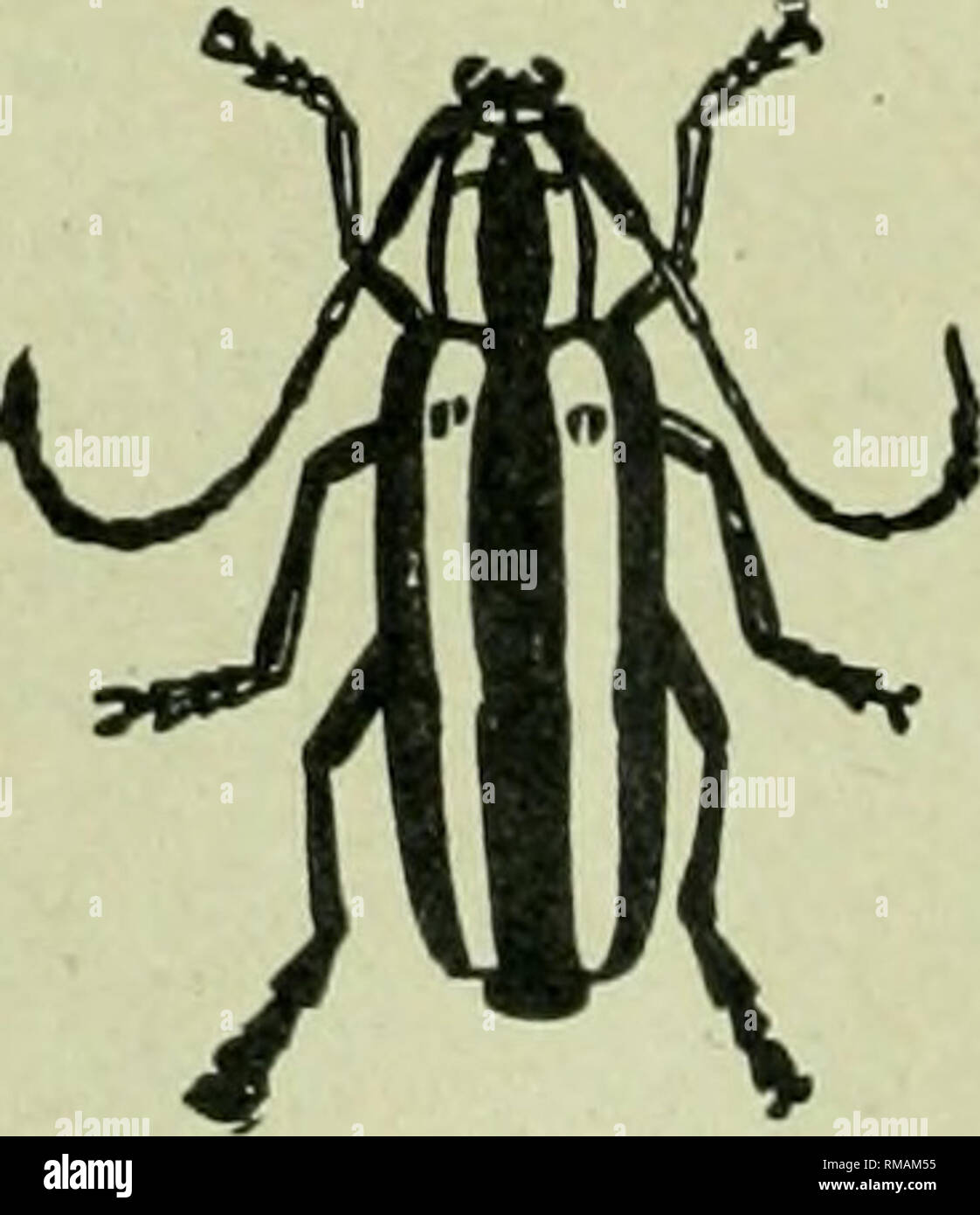 . Annual report. Entomological Society of Ontario; Insect pests; Insects -- Ontario Periodicals. Fig. 18. -Round-headed Apple Tree Borer {Saperda Candida) a, larva; &amp;, pupa; c, adult. {Gallena mellonella) and the lesser Wax-Moth (AcJiroia grisella) having been present. Several plum and hirch trees were badly infested with Terrapin Scale {Enlecanium nigrofasciatum). Oyster Shell Scale (Lepidosaphes ulmi) was very plentiful. Large numbers of the scales were found on the fruit of the apple and the plum, causing it to be greatly mis-shapen in many cases,. Please note that these images are extr Stock Photo
