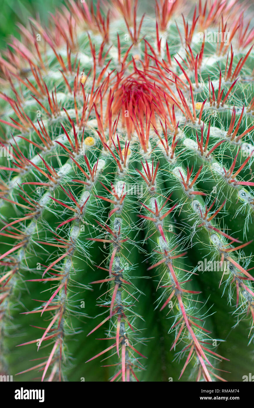 Close up. Clusters of red sharp spines emerge from woolly areoles on stem of barrel cactus. Mexican cactus. Ferocactus pilosus Stock Photo