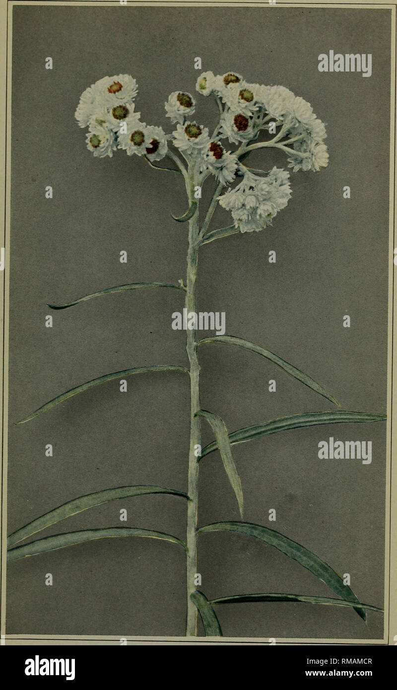 . Annual report. New York State Museum; Science; Science. New York State Botanist's Report, 1915 PLATE 1. Pearly Everlasting (Compositae) Anaphalis margaritacae (Linn.) Benth. &amp; Hooker. Please note that these images are extracted from scanned page images that may have been digitally enhanced for readability - coloration and appearance of these illustrations may not perfectly resemble the original work.. New York State Museum. Albany : University of the State of New York Stock Photo