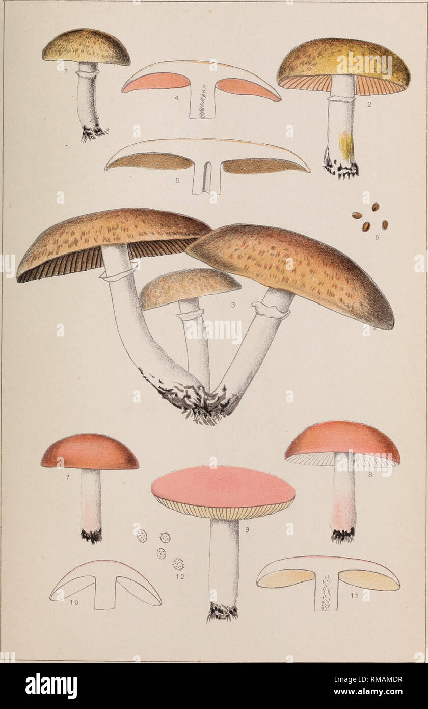 . Annual report. New York State Museum; Science; Science. N. Y. STATE MUS. 60 EDIBLE FUNGI PLATE 107. Fig. 1-6. AGARICUS MICROMEGETHUS Pk. SMAI,L MUSHROOM Fig. 7-12. RUSSULA UNCIALIS Pk, INCH-WIDE RUSSUI.A. Please note that these images are extracted from scanned page images that may have been digitally enhanced for readability - coloration and appearance of these illustrations may not perfectly resemble the original work.. New York State Museum. Albany : University of the State of New York Stock Photo