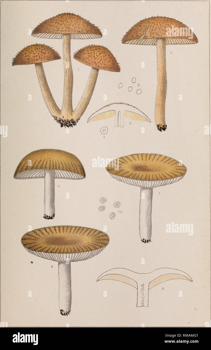 . Annual report. New York State Museum; Science; Science. N. Y. STATE MUS. 60 EDIBLE FUNGI PLATE 105. Fig. 1-5. TRICHOLOMA HIRTELLUM Pk. HAIRY CAP TRICHOLOMA Fig. 6-10. RUSSULA PECTINATOIDES Pk, PECTKNLIKB RUSSULA. Please note that these images are extracted from scanned page images that may have been digitally enhanced for readability - coloration and appearance of these illustrations may not perfectly resemble the original work.. New York State Museum. Albany : University of the State of New York Stock Photo