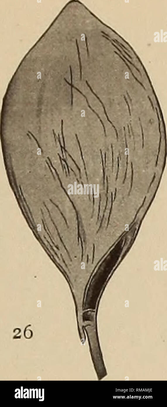 . Annual report. New York State Museum; Science; Science. 27 Fig. 25, 26 Climacograptus parvus Hall. Figure 25 is a rhabdosome with dilatation of nemacaulus showing over- lapping of parts. Figure 26 is a dilatation showing partial separation of parts, x 5 Fig. 27, 28 Climacograptus parvus Hall. Nemacauli with numerous small dilatations, x 5 Fig. 29, 30 Corynoides calicularis Nicholson. Nema- cauli with small dilatations, x 5. Please note that these images are extracted from scanned page images that may have been digitally enhanced for readability - coloration and appearance of these illustrati Stock Photo