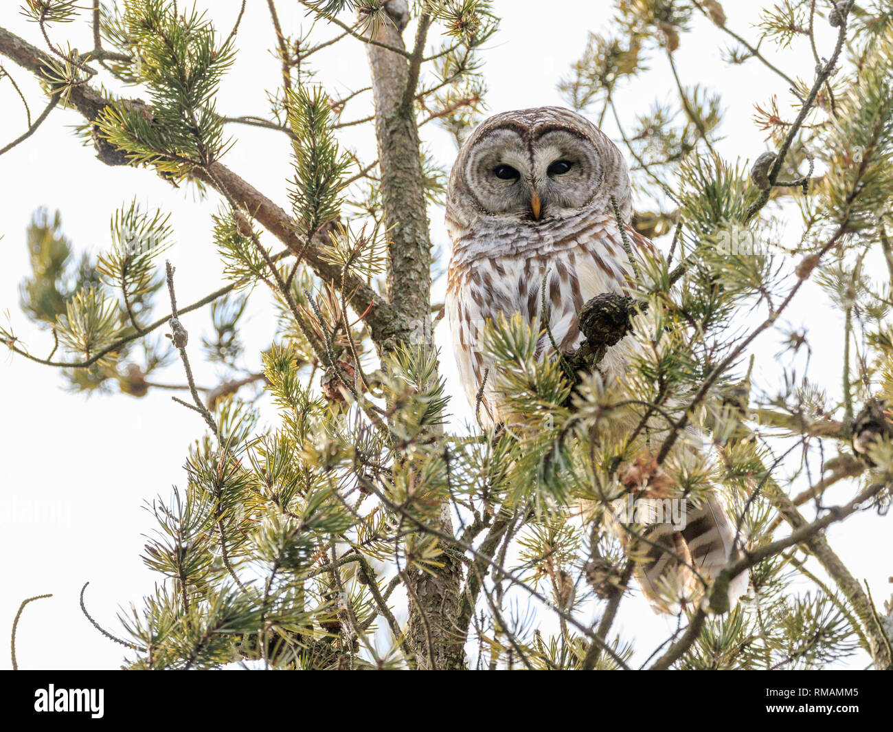 Barred owl perching on a pine tree branch in winter, Amherst Island
