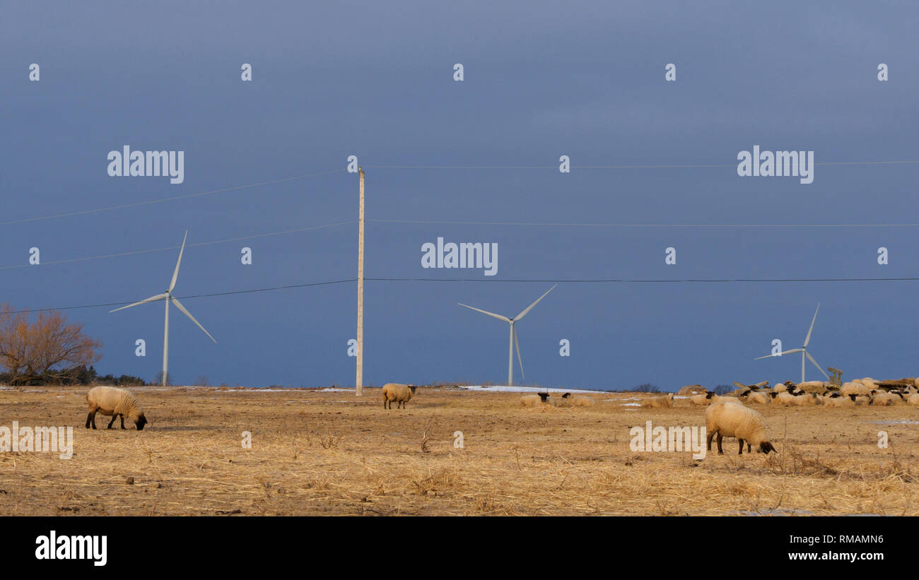 Farm on Amherst Island in winter, Ontario, Canada Stock Photo Alamy