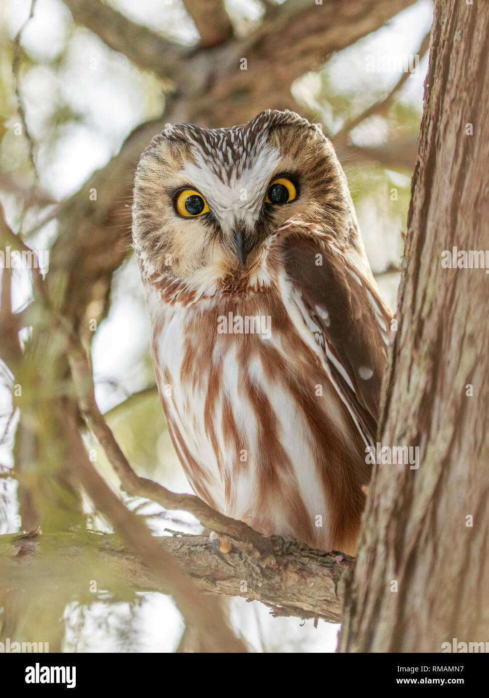 Saw whet owl hires stock photography and images Alamy