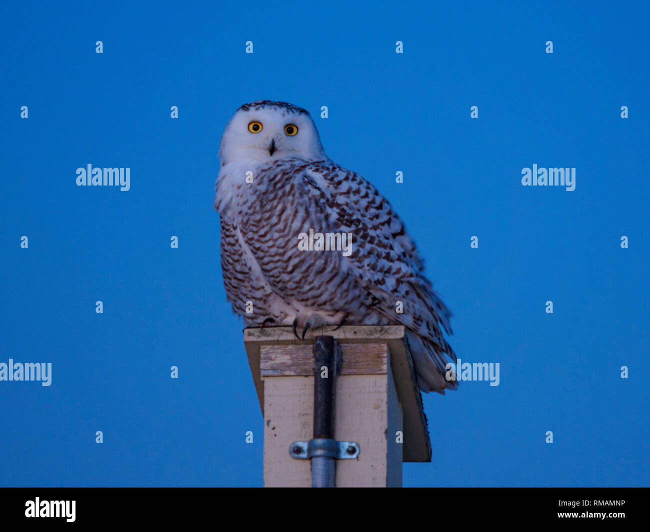 Female snow owl in the evening, Amherst Island, Ontario Stock Photo