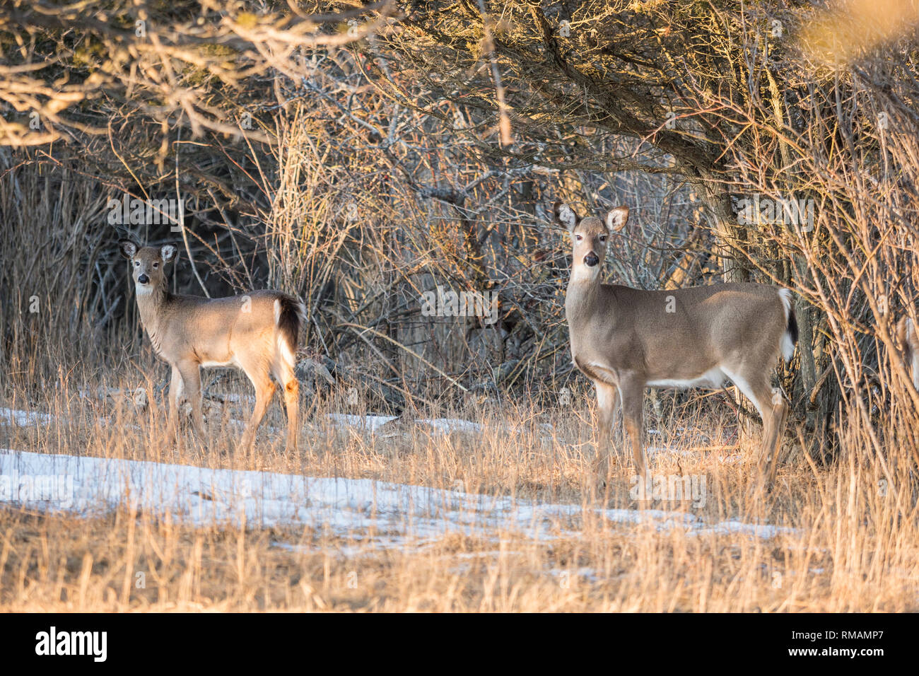 Deers on Amherst Island in winter, Ontario, Canada Stock Photo