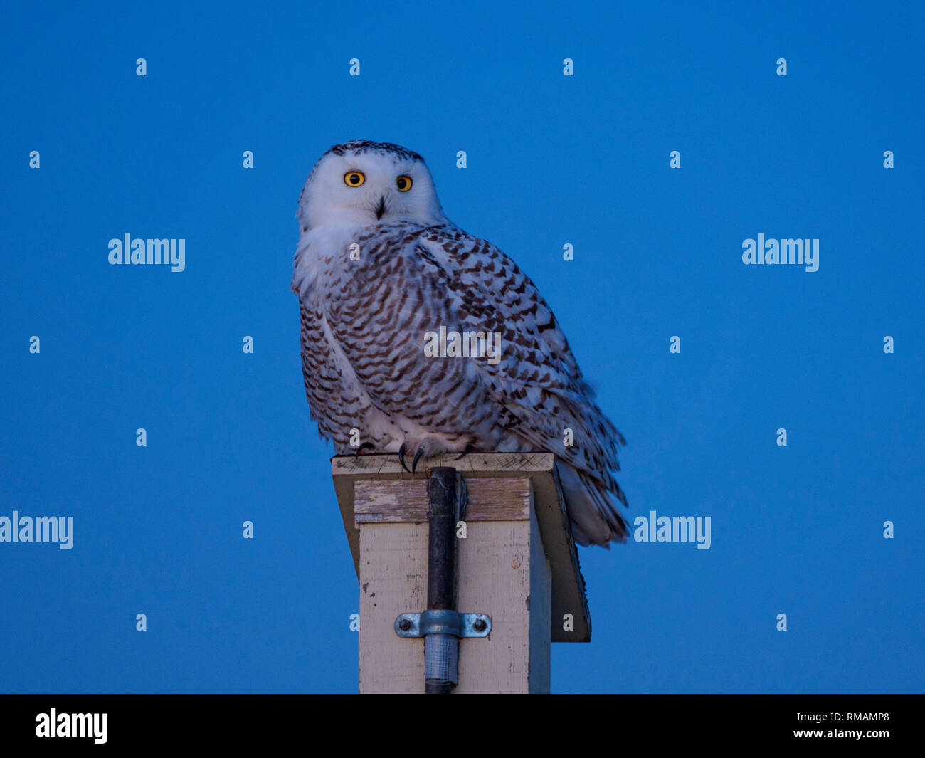 Female snow owl in the evening, Amherst Island, Ontario Stock Photo