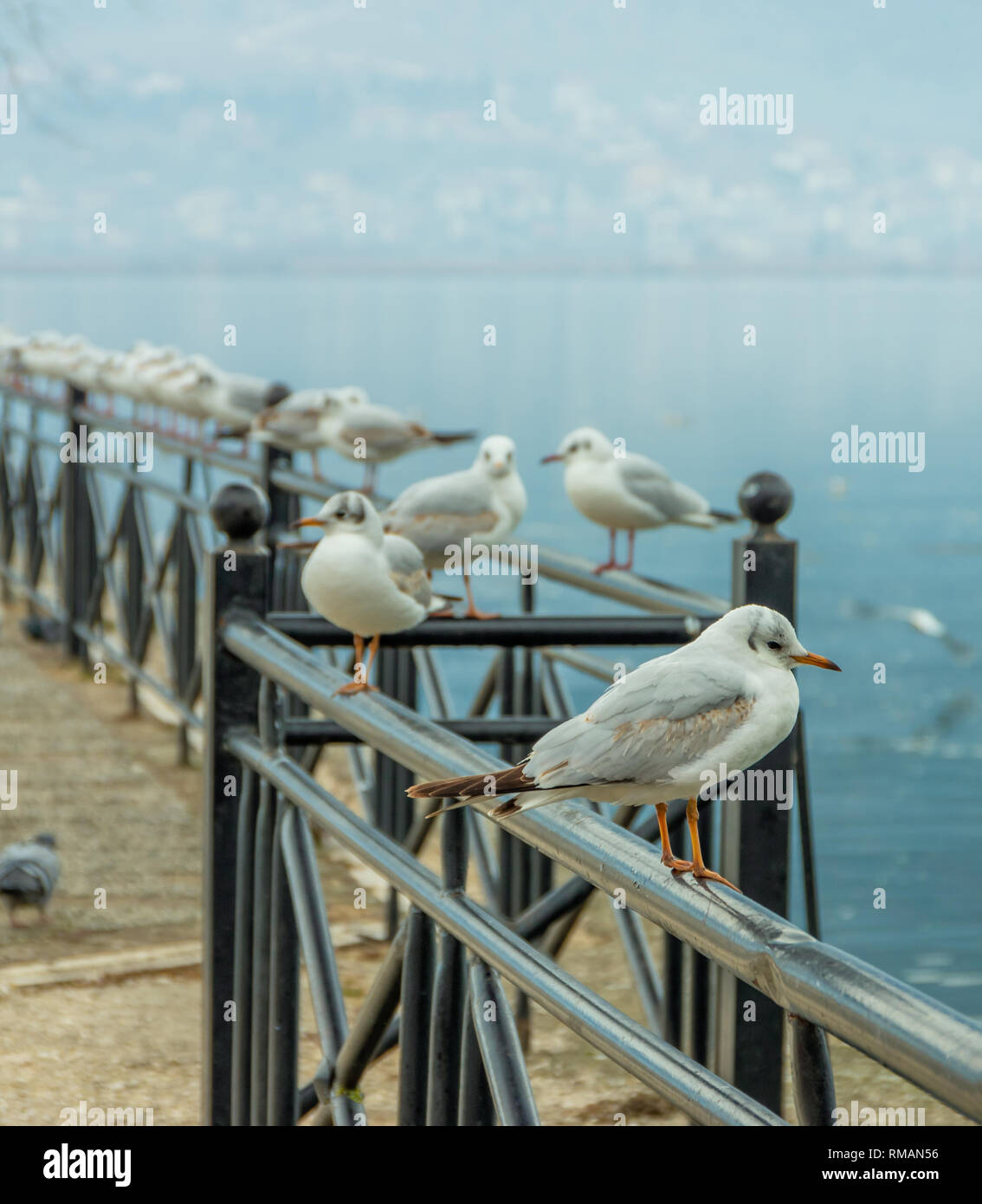 Seagulls ioannina - Greece Stock Photo