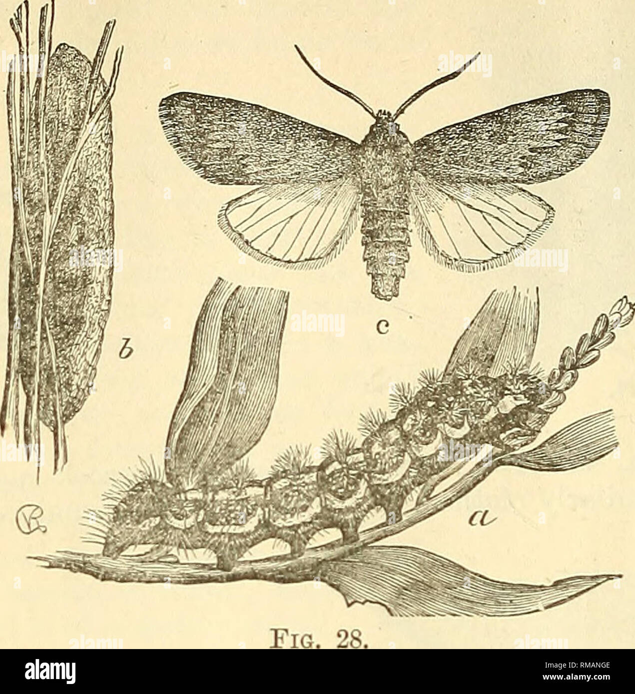. Annual report. Entomological Society of Ontario; Insect pests ...