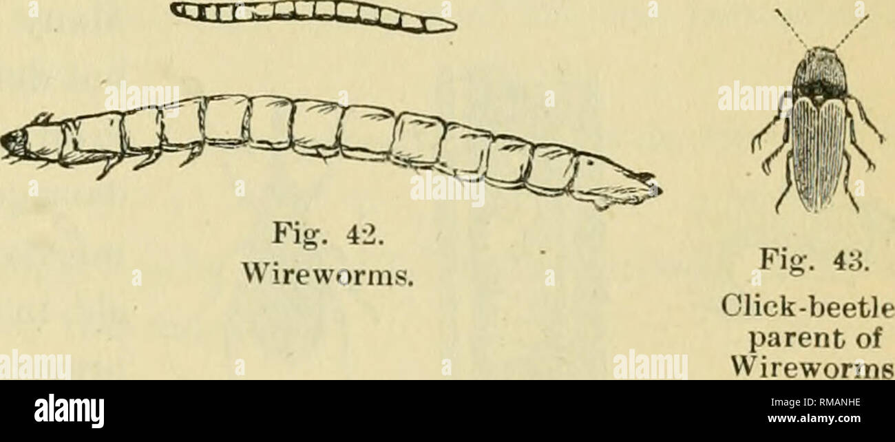 . Annual report. Entomological Society of Ontario; Insect pests ...