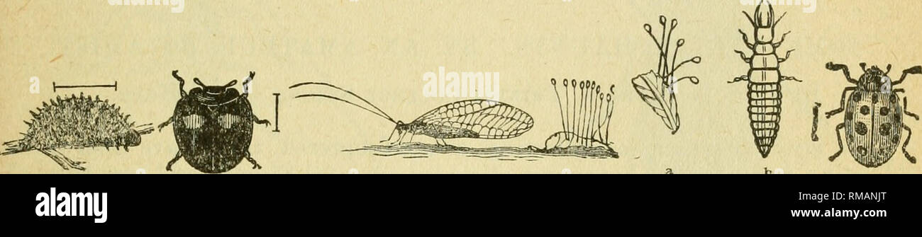 . Annual report. Entomological Society of Ontario; Insect pests; Insects -- Ontario Periodicals. 1908 ENTOMOLOGICAL SOCIETY. 55 distinguislied from each other by the fact that members of the Aphelininae have 8-jointed antennae, a divided meso-pleiira, and the middle tibiae are not specially adapted for saltatory purposes. The Encyrtinae, on the other hand, are characterized by the large saltatory spine of the middle tibiae, which is generally long and stout, though less frequently it is found dilated at the base, and armed with a double-row of black teeth or spines. This last feature readily m Stock Photo