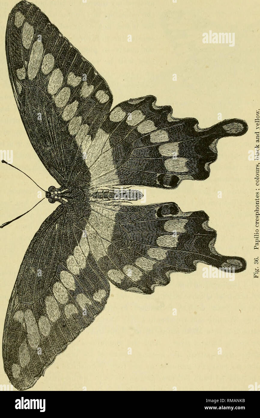. Annual report. Entomological Society of Ontario; Insect pests; Insects -- Ontario Periodicals. 1903 ENTOMOLOGICAL SOCIETY. 59 That large and attractive southern butterfly, Papilio cresphontes, Cram. Fig. 36, was more frequently seen and larger numbers of it taken than for many years back ; which seems rather strange, considering the character of the season. That singular looking Hemipteron Ploiaria bi-evipennis, Say. Emesa longipes, Fab., whose appearance suggests a componnd between the Mantis and Walking-stick ; has been more fre-. quently observed, and more interest taken in it, and enquir Stock Photo