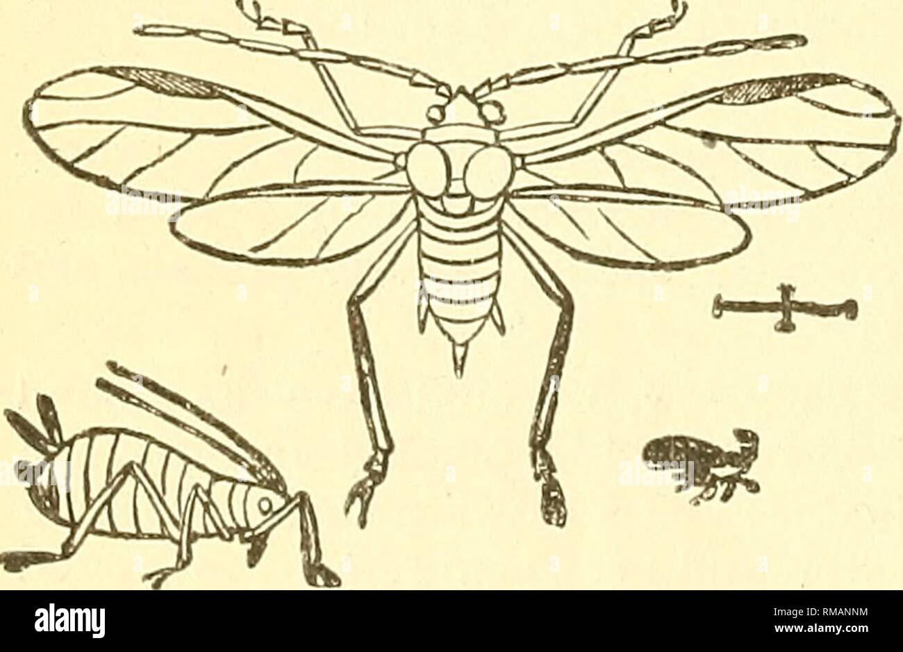 Pilgrim Insect . Annual report. Entomological Society of Ontario; Insect pests ...