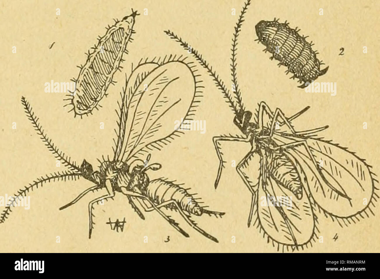 . Annual report. Entomological Society of Ontario; Insect pests; Insects -- Ontario Periodicals. Fig. 36.—Willow-gall iNlidge-« the iiy, much enlarged, 6 antenna highly magnified. Fig. 37.—Diplosis grassator—1 larva, 2 pupa, 3 fly, side view, 4 fly, under side (original). • Of C. destructor, two broods appear in the year—one in May, the other in September. Each female fly lays about 30 eggs, on the blades of wheat, or of some other kind of grass. The eggs are minute, cylindrical, red points, *&quot;And you're a doctor, I reckon, though you're only a cow-doctor—for a fly's a fly, though it may  Stock Photo