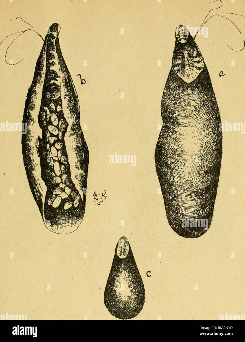 . Annual report. Entomological Society of Ontario; Insect pests; Insects -- Ontario Periodicals. 1907 ENTOMOLOGICAL SOCIETY. 69. Fig. 25. Oyster-sliell Barklouse (Lepidosaphes ulmi). (a) Adult fenaale, back view, showing the two moulted skins at anterior end, and the bristles of the sucking tube; (b) adult female turned over, showing the insect at the anterior end and the eggs^t the posterior end; (c) adult male scale, much smaller than female, with one moulted skin at anterior end. The Scurfy Scale, Chionaspis furfura, (Fitch). Figs. 26 and 27. The Scurfy Scale, though widely distributed thro Stock Photo