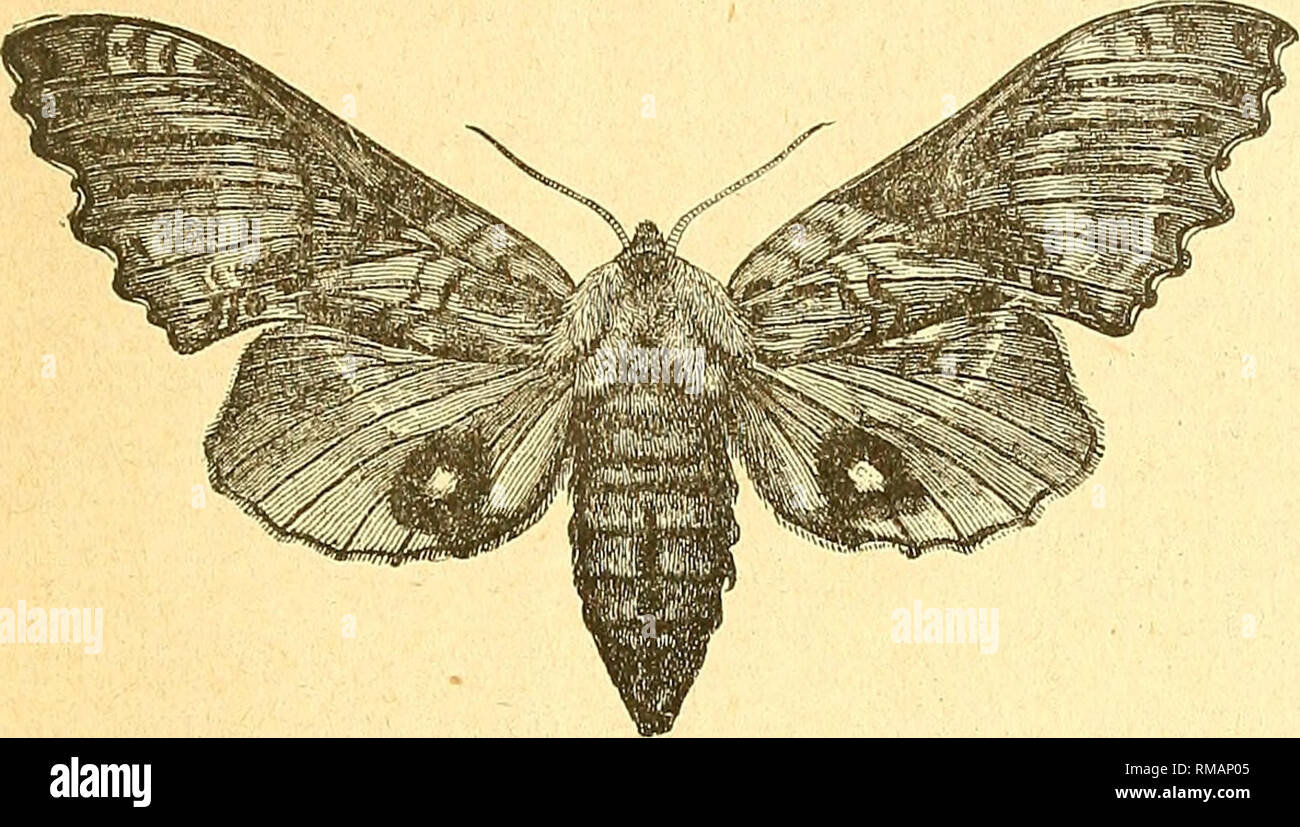 . Annual report. Entomological Society of Ontario; Insect pests ...