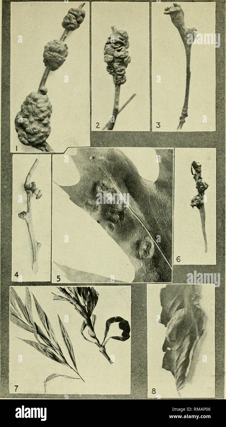 . Annual report. Entomological Society of Ontario; Insect pests; Insects -- Ontario Periodicals. 1. Andricus punctatus, Bass. 2. Biorhiza forticornis, Walsh. 3. Andricus clavula, Bass. 4. Cynips strobilana, O S. Plate C. 5. Andricus papillatus, O.S. 6. Andricus topiarius, Asiim. 7. Eucosma scudderiana, Clem. 8. Pemphigus ulmi-fuscus.. Please note that these images are extracted from scanned page images that may have been digitally enhanced for readability - coloration and appearance of these illustrations may not perfectly resemble the original work.. Entomological Society of Ontario; Ontario. Stock Photo