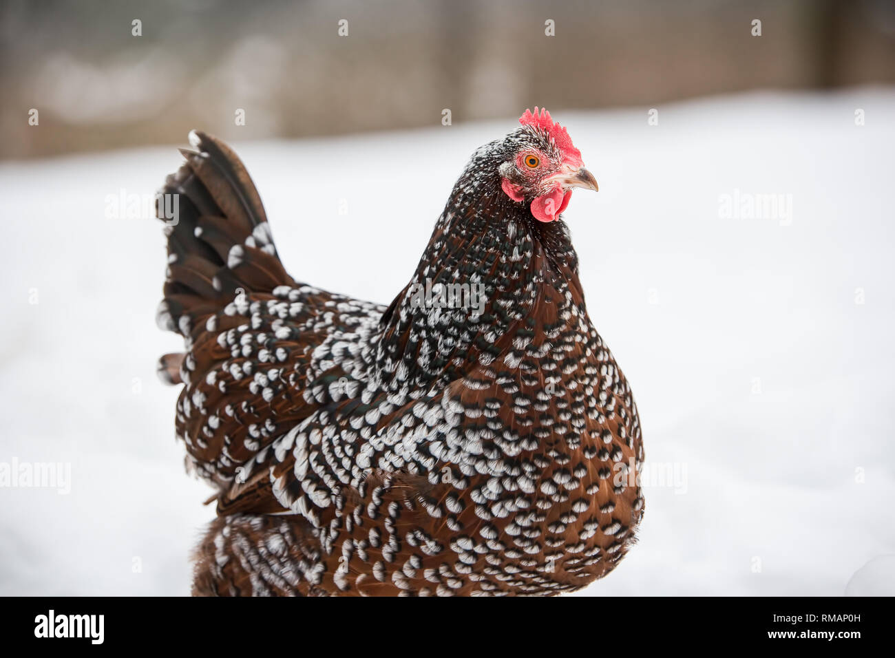 A Speckled Sussex hen forages in a fresh snowfall in the winter Stock Photo