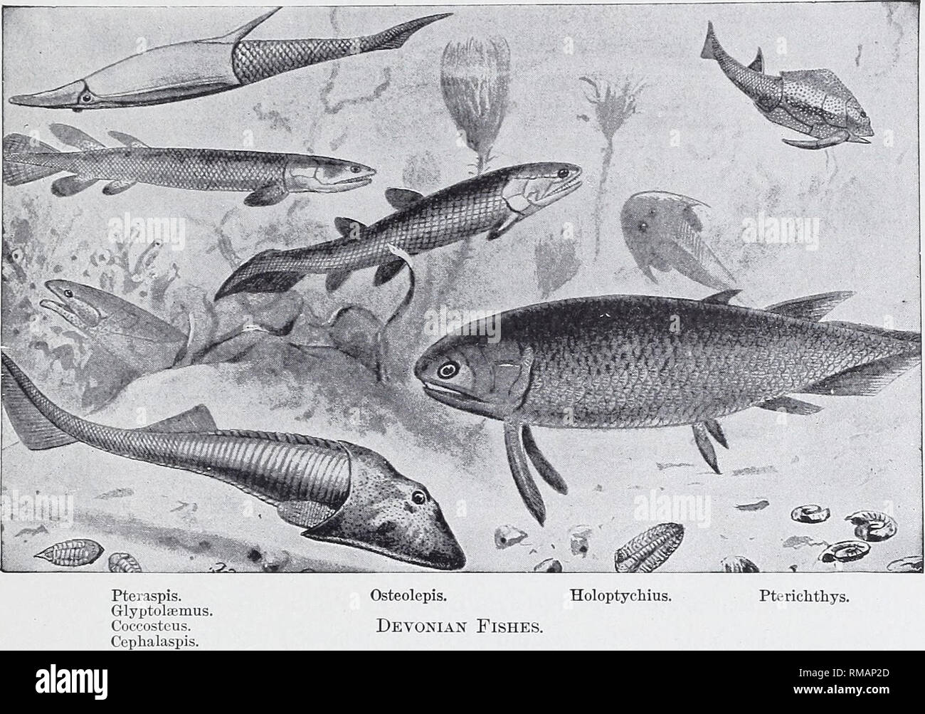 . Annual report. New York State Museum; Science; Science. DEVONIC FISHES OF THE NEW YORK FORMATIONS 167 more closely with Rhizodonts, and is definitely assigned to that family by Woodward. The enlarged scale ornament of the type specimen described by Hall is shown in plate 7, figure 9. A fairly accurate concept of the appearance presented by several Crossopterygian and other typical Devonic fishes is afforded by the restoration given in text figure 35, for which we are indebted to Mr F. A. Lucas, author of Animals before Man in Noi^ih Auierica and other popular works.. Osteolepis. Devonian Fis Stock Photo