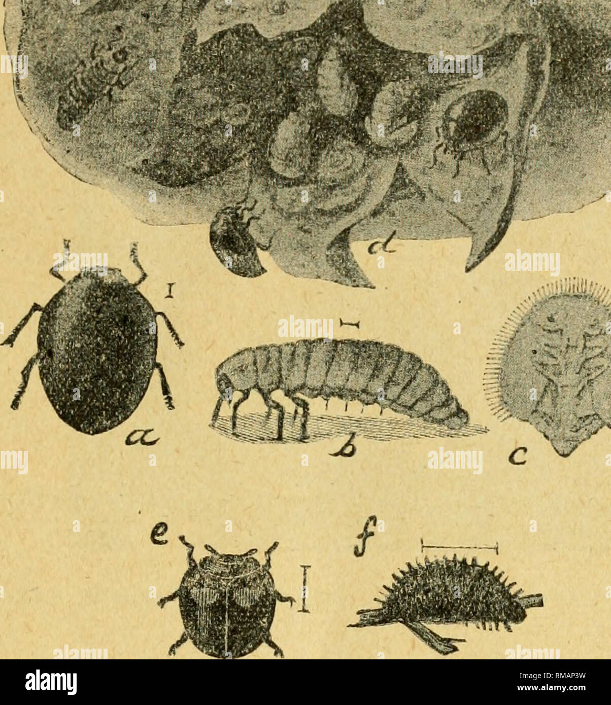 . Annual report. Entomological Society of Ontario; Insect pests; Insects -- Ontario Periodicals. jyo7 KNTOMOLOGICAL SOCIETY. 57 '.^vS tthSftn. -.--t^^^^pl^ /'l^.. 'j#&gt;rr... ii /?m_,g^fc:; Fig. 15. Two enemies of the San Jose Scale, (a) Beetle; (6) larva; (c) pupa of Pitifut Lady-beetle {Pentilia misella); (d) blossom end of pear, showing scales with larva and beetles feeding on them; (e) Twice-stabbed Lady-beetle (Chilocorus hivulnerus); (/) its larva, (a, b, c and d after Howard, &amp; Marlatt, c and / after Riley). Curtis scale (Aspidiotus ostreceformis Figs. 16-18, This scale is mucli mo Stock Photo