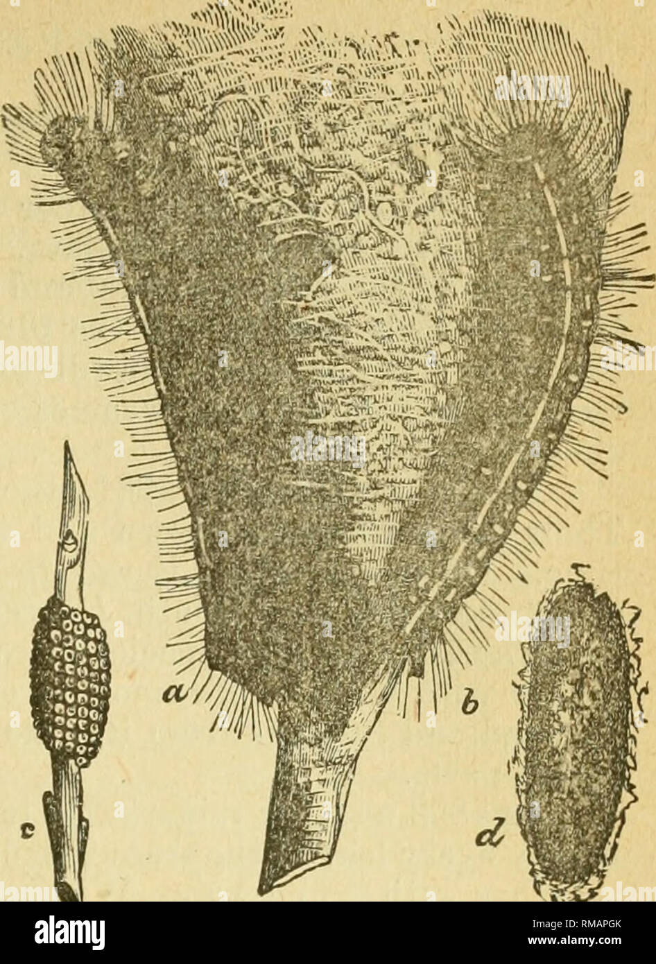 . Annual report. Entomological Society of Ontario; Insect pests; Insects -- Ontario Periodicals. Fig. 19. Orchard Tent-caterpillars on their ^ web : c egg-bracelet ; d cocoon. Cwi)//'^ Fig. 22. Cicada : (t pupa, 6 empty shell, e eggs, d slits made in twig for eggs, c mature Cicada.. Please note that these images are extracted from scanned page images that may have been digitally enhanced for readability - coloration and appearance of these illustrations may not perfectly resemble the original work.. Entomological Society of Ontario; Ontario. Dept. of Agriculture. Toronto, The Society Stock Photo