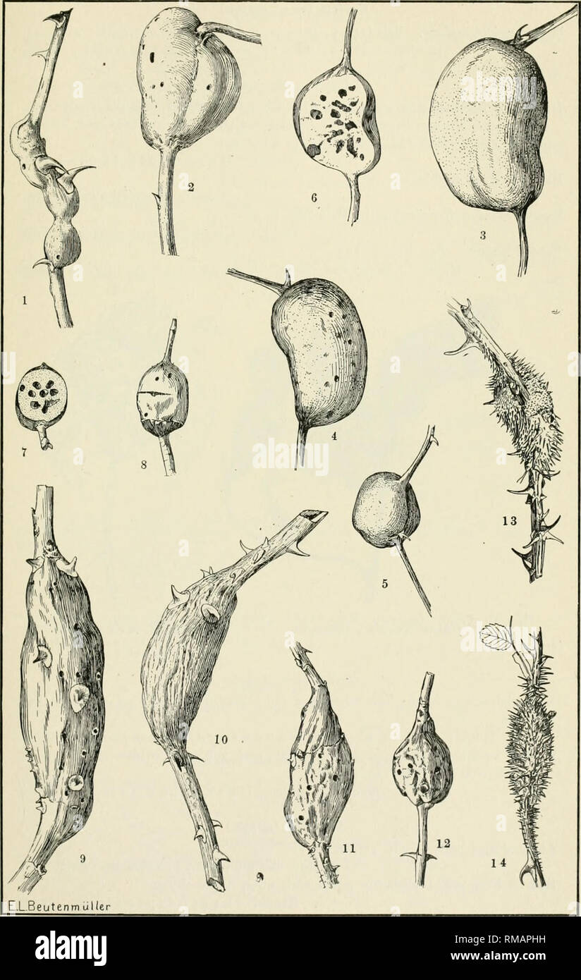 . Annual report. New York State Museum; Science -- New York (State); Plants -- New York (State); Animals -- New York (State). KEY TO AMERICAN INSECT GALLS i'53. Fig. 152. Rose or Rhodites galls, i. Knotty rose gall, R. vernus O. S. 2-6. Globular rose gall, R. globuloides Beutm. 7, 8. R. neglectus Gill. 9-14. Long rose gall, R. d i c h - locerus Harr.; 9-12. smooth; 13, 14. spiny types. (After Beutm., Am. Mus. Nat. Hist.). Please note that these images are extracted from scanned page images that may have been digitally enhanced for readability - coloration and appearance of these illustrations  Stock Photo